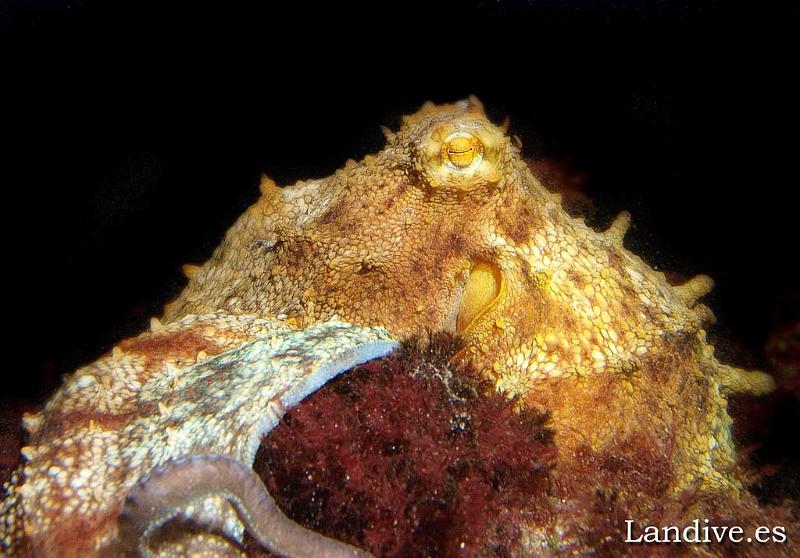 Pulpo comun ( Octopus vulgaris )3.jpg - OLYMPUS DIGITAL CAMERA